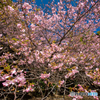 河津桜