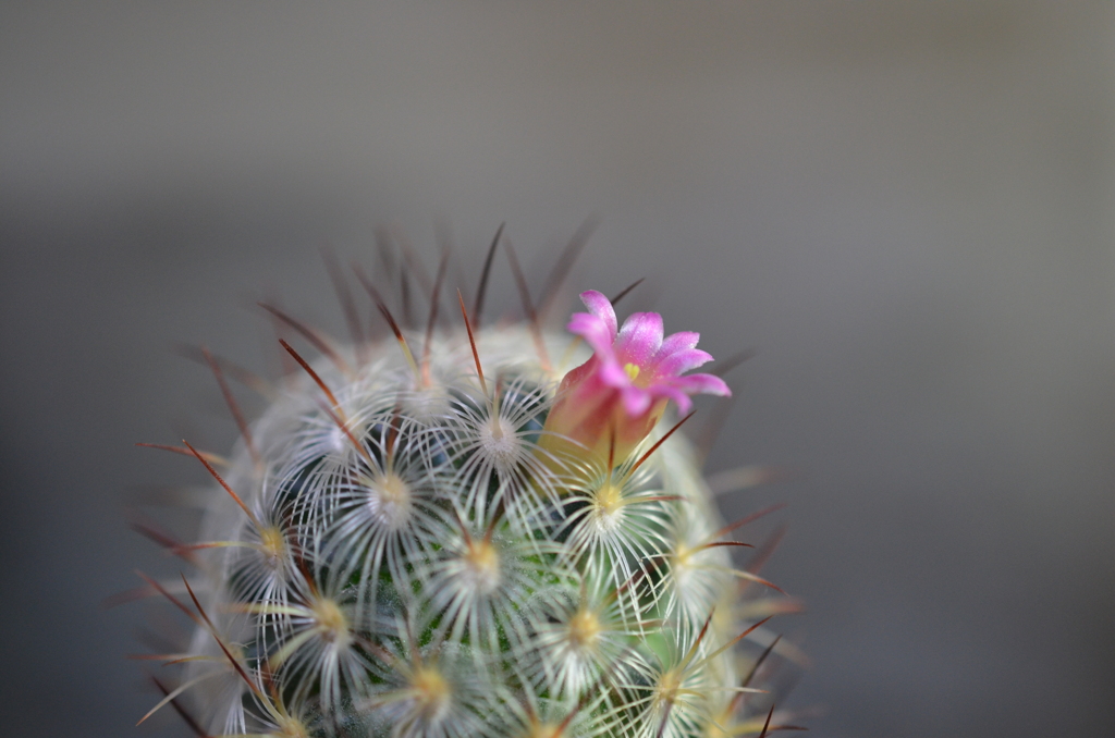 サボテンの花