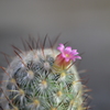サボテンの花