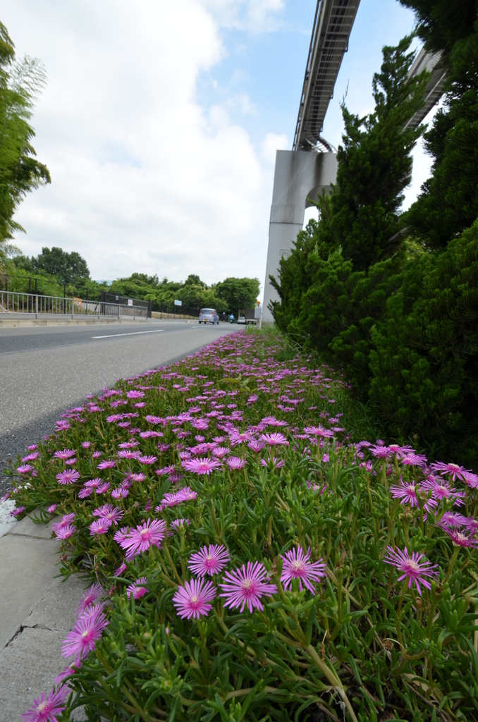 松葉菊