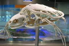 ウミガメ