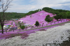 東藻琴芝桜公園の1