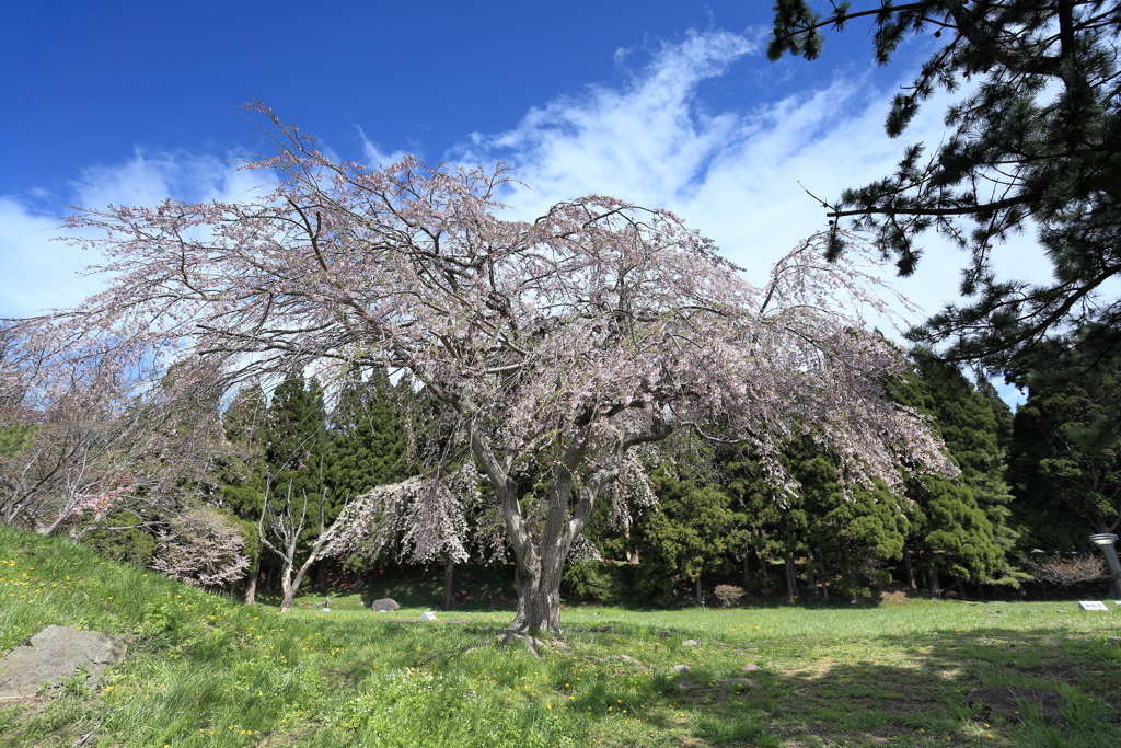 南部藩陣屋跡の枝垂れ桜