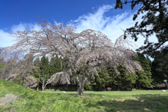 南部藩陣屋跡の枝垂れ桜