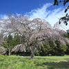 南部藩陣屋跡の枝垂れ桜