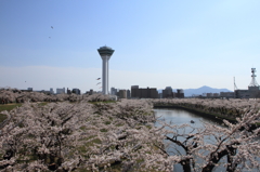 五稜郭公園