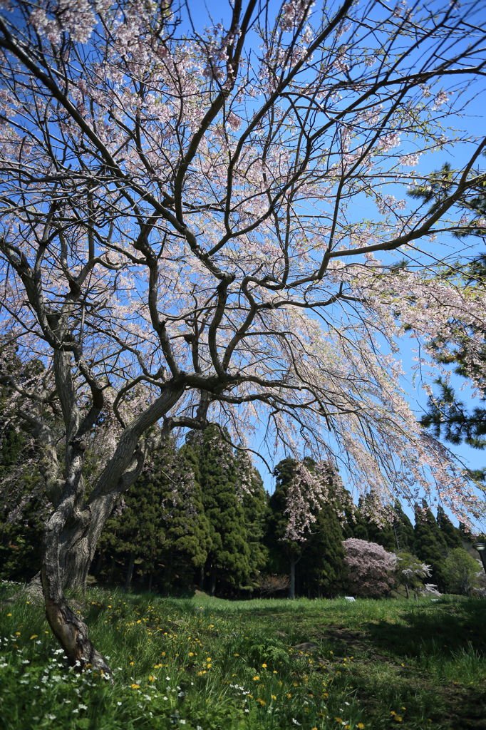 南部陣屋跡の桜