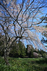 南部陣屋跡の桜