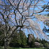南部陣屋跡の桜