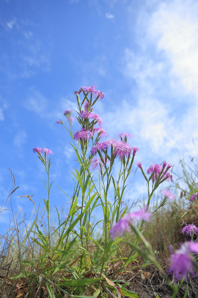 小さな花