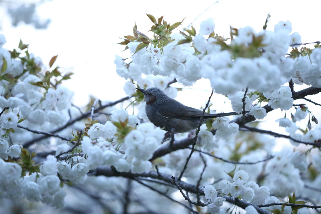 花で団子