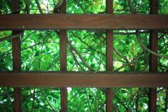 格子