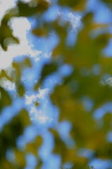 虫喰いの空
