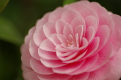 花びらの力