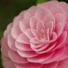 花びらの力