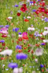 Spring Flowers
