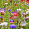 Spring Flowers