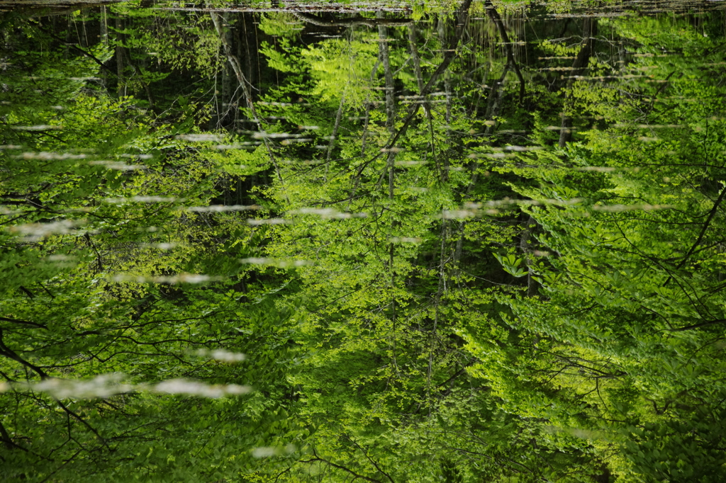 水鏡　新緑の頃