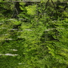 水鏡　新緑の頃