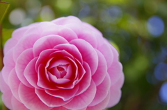 椿PINK