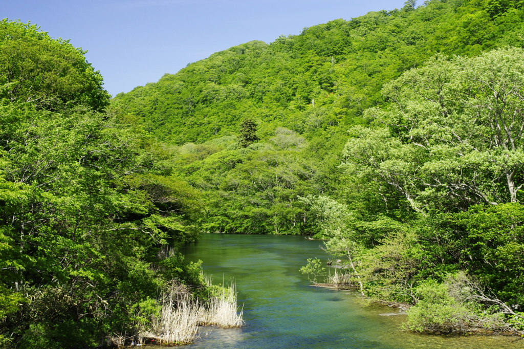 奥入瀬渓流