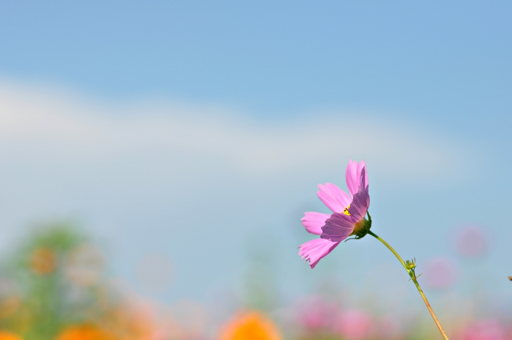 秋の桜