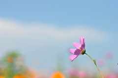 秋の桜