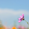 秋の桜
