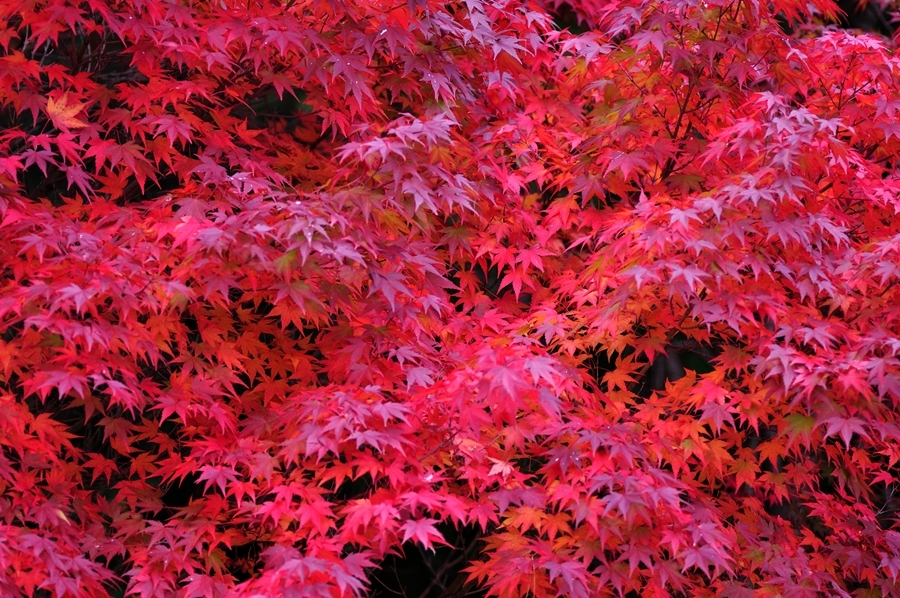 紅。