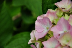 ピンク紫陽花。
