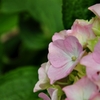 ピンク紫陽花。