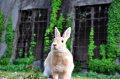 うさぎ島にて