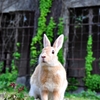 うさぎ島にて