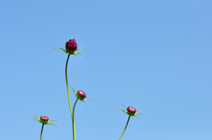 開花寸前。