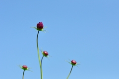 開花寸前。