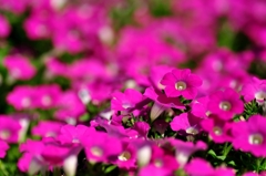 花畑。