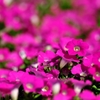 花畑。