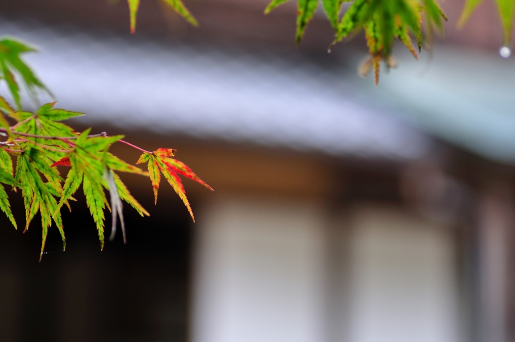紅くなりかけ。。。
