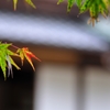 紅くなりかけ。。。