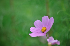 秋桜（試し撮り）