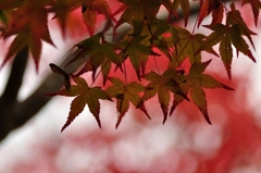 紅の中に。