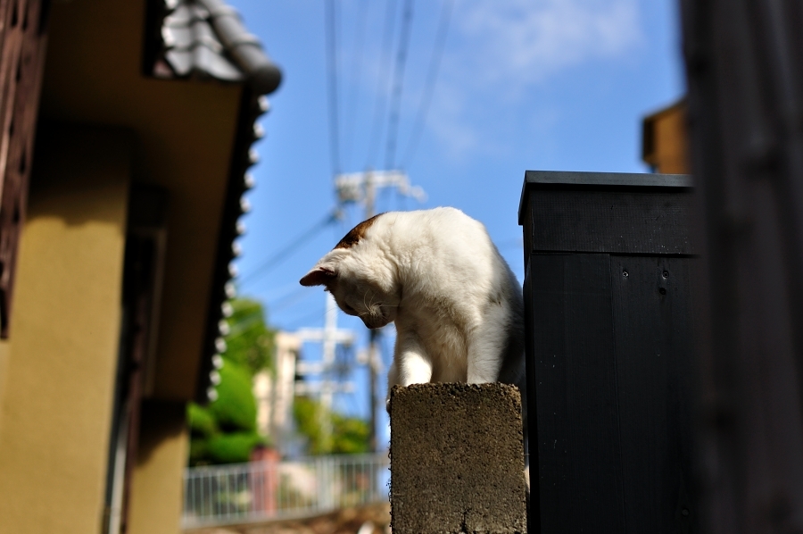 有馬の猫。