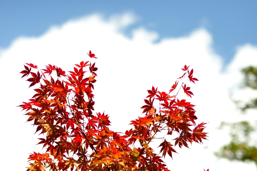 空と紅葉