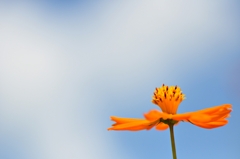 花開く