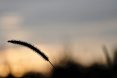 夕暮れ時。