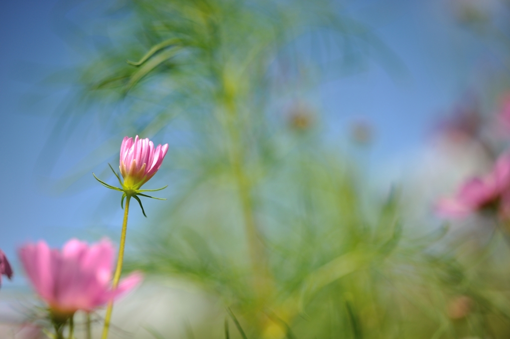きっと花開く…