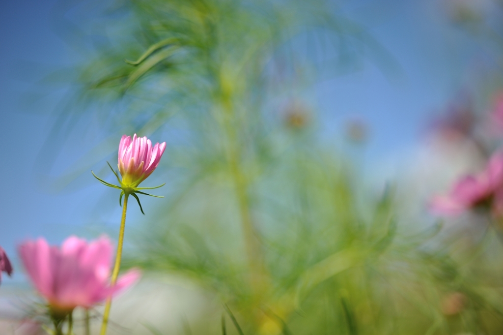 きっと花開く…