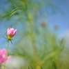 きっと花開く…