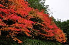 紅葉