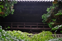 雨